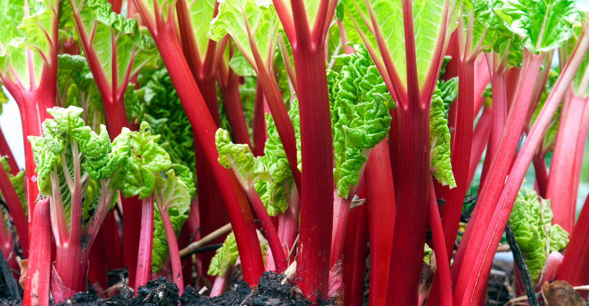 Rhubarb red stalks